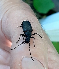 Stictoleptura canadensis