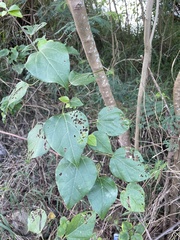 Mallotus repandus