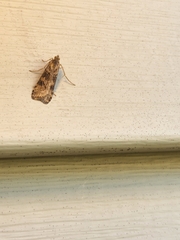 Nomophila nearctica