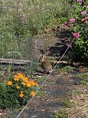 Sylvilagus floridanus