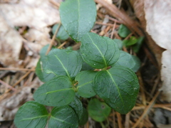 Mitchella repens