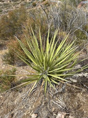 Yucca schidigera