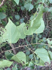 Mallotus repandus