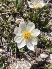 Dryas hookeriana