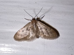 Idaea
