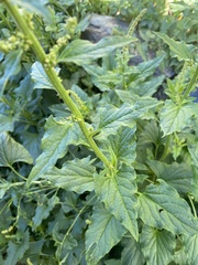 Blitum bonus-henricus