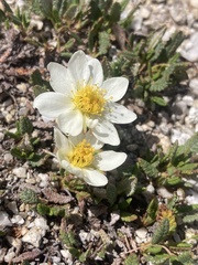 Dryas hookeriana