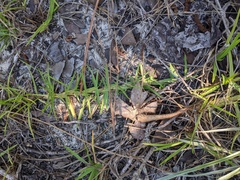 Poaceae
