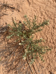 Dieteria canescens