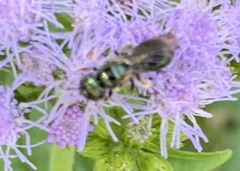 Ceratina calcarata