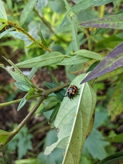 Labidomera clivicollis