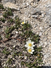 Dryas hookeriana