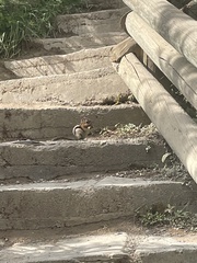 Callospermophilus lateralis