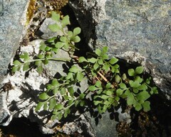 Asplenium ruta-muraria