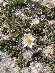 Dryas hookeriana