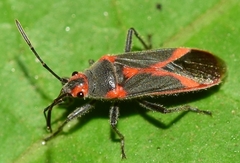 Caenocoris nerii
