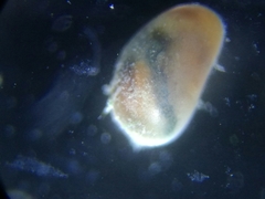 Ostracoda