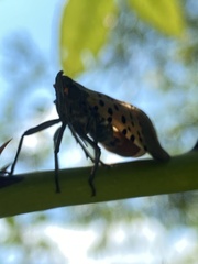 Lycorma delicatula