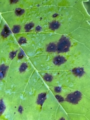 Diplocarpon rosae