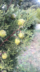 Cupressus