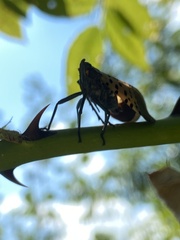 Lycorma delicatula
