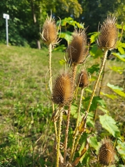 Dipsacus fullonum