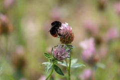 Bombus lapidarius