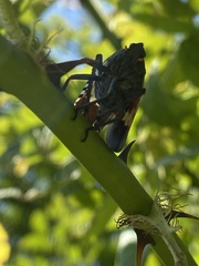 Lycorma delicatula