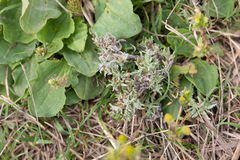 Gnaphalium uliginosum