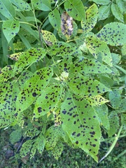 Diplocarpon rosae