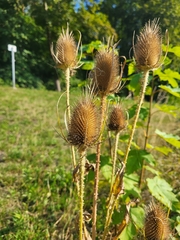 Dipsacus fullonum