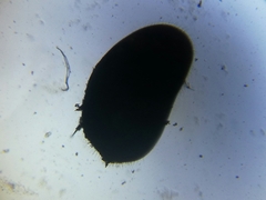 Ostracoda