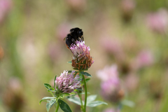 Bombus lapidarius