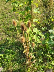 Dipsacus fullonum