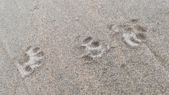 Nyctereutes procyonoides