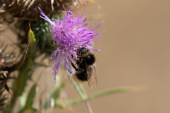 Bombus lapidarius