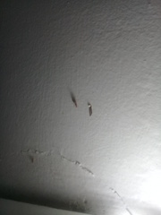 Trichomyrmex destructor