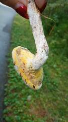 Hypomyces chrysospermus