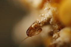 Nemapogon granella