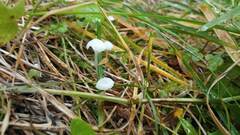 Marasmius rotula