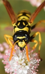 Polistes gallicus