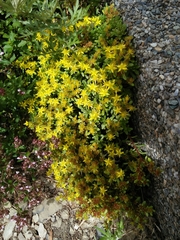 Sedum morrisonense