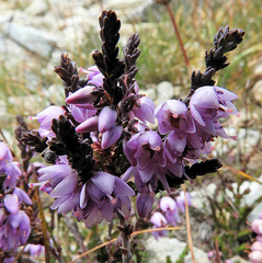 Ericeae