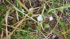Marasmius rotula