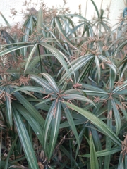 Cyperus albostriatus