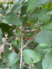 Salticinae