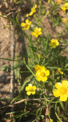 Ranunculus flammula