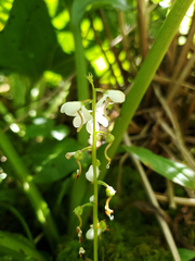 Pyrola elliptica