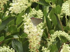 Vanessa virginiensis