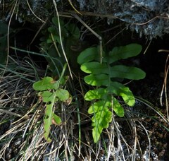 Polypodium vulgare